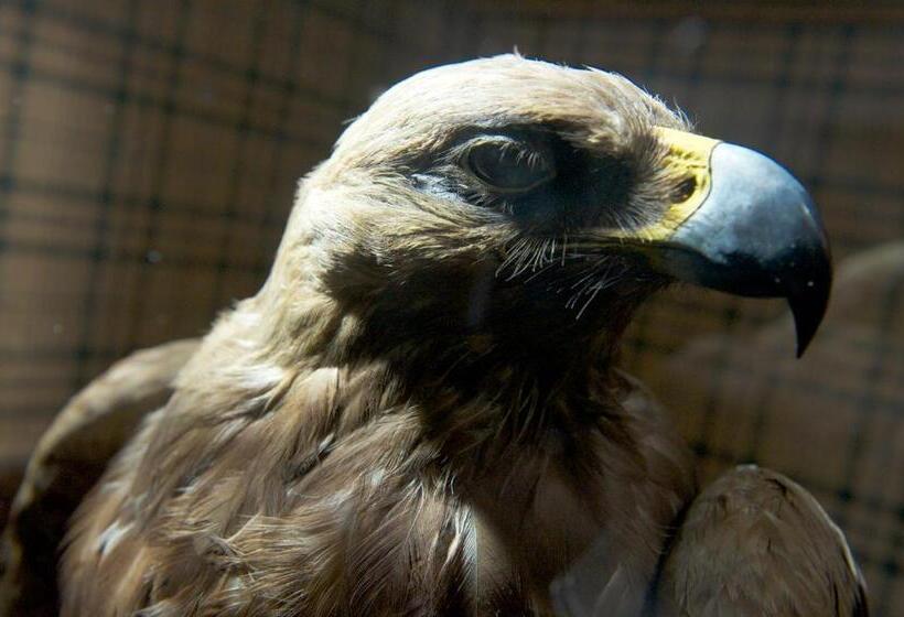 בית מלון כפרי Cairngorm