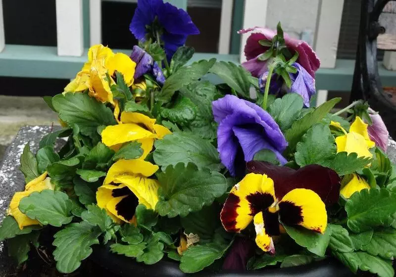 בית מלון כפרי Hochelaga Inn