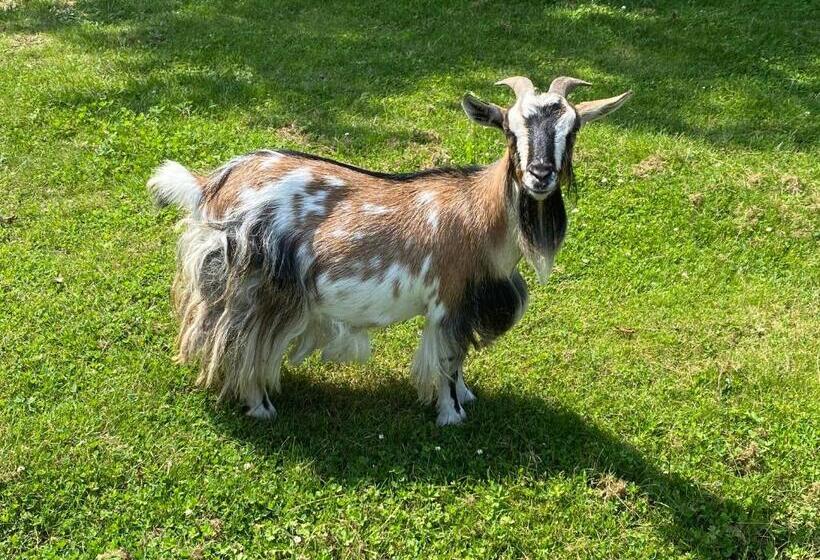 בית מלון כפרי Amirauté Hôtel Golf Deauville