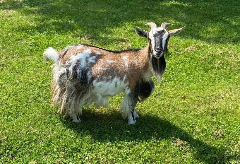 هتل Amirauté Hôtel Golf Deauville