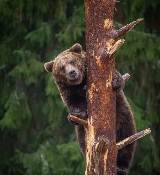 בית מלון כפרי Mesikammen