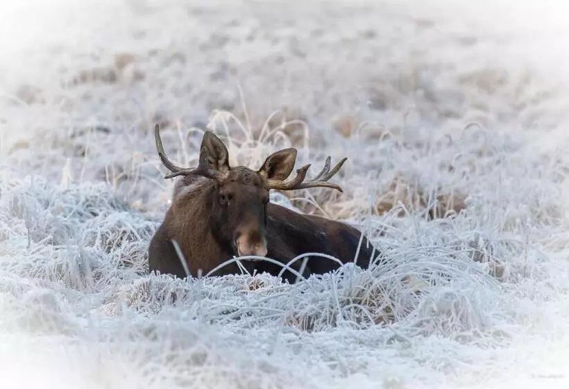 בית מלון כפרי Mesikammen