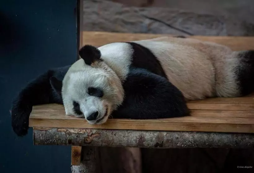 בית מלון כפרי Mesikammen