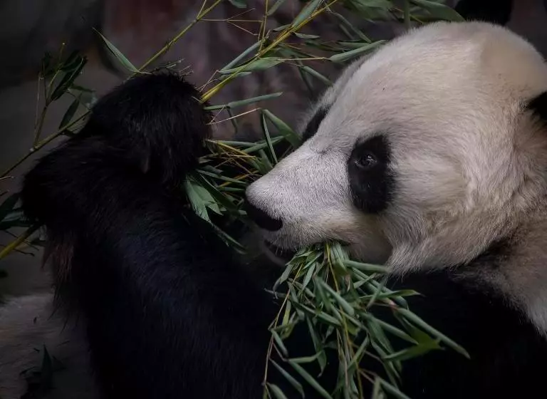 בית מלון כפרי Mesikammen