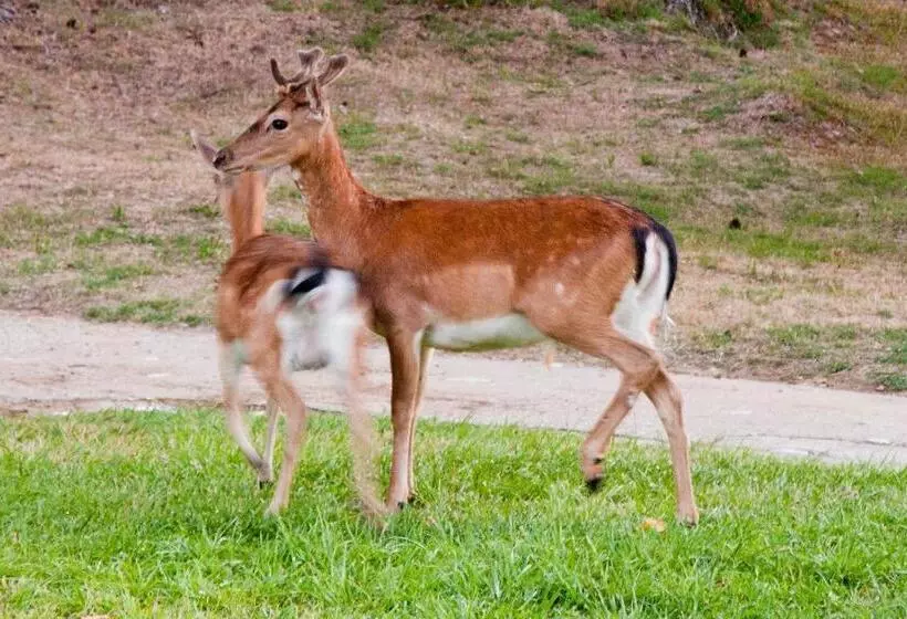 Makryammos Bungalows