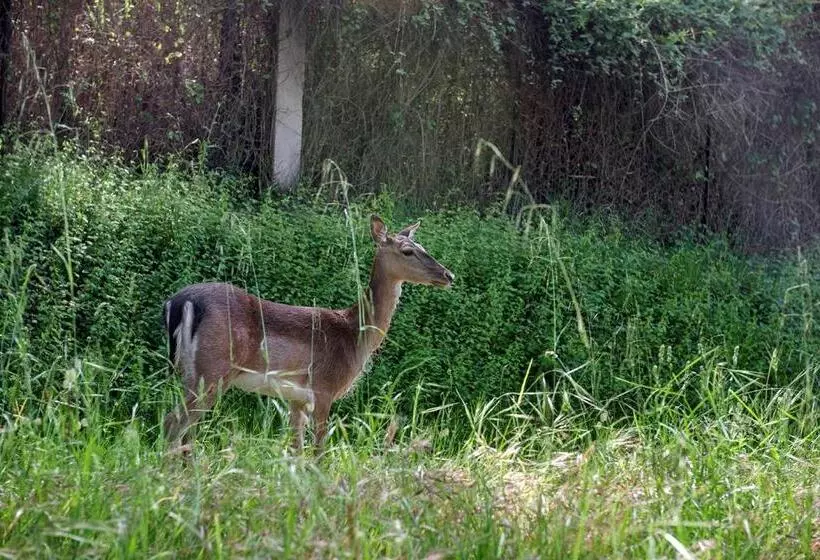 Makryammos Bungalows