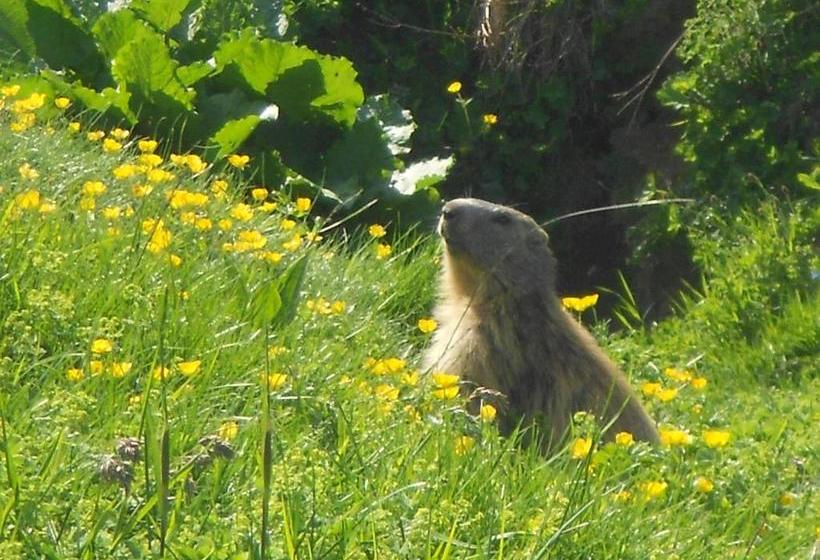 هتل Hôtel Chalet Le Caribou