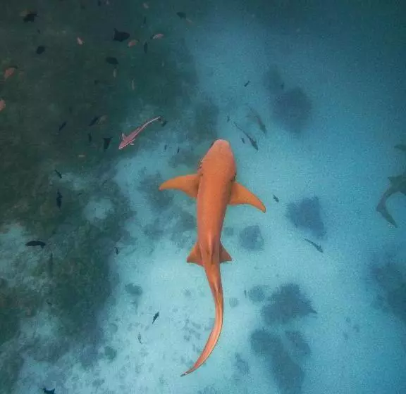 پانسیون Dhiffushi Inn