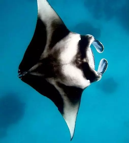 پانسیون Oceana Boutique