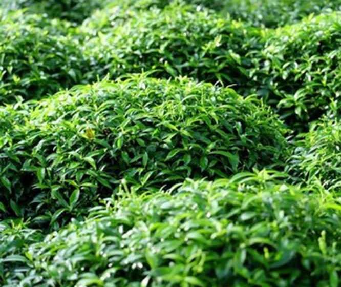 Montana Hotel Songkhla