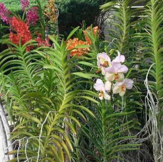 Nianna Luxurious Villa