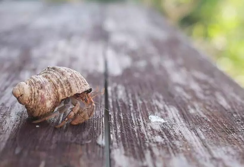 Majatalo Star Light Terrace Teruya