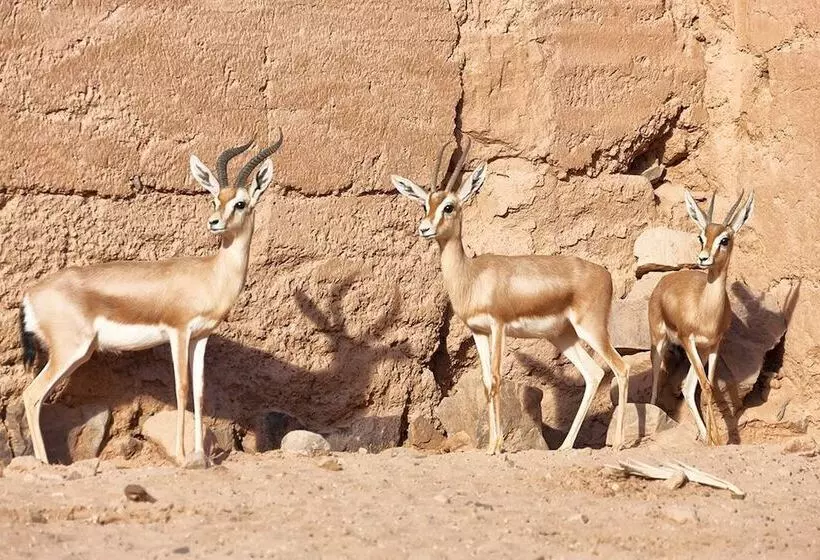 هتل La Dune Blanche