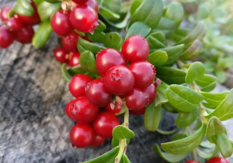 酒店 Li Sodankylä