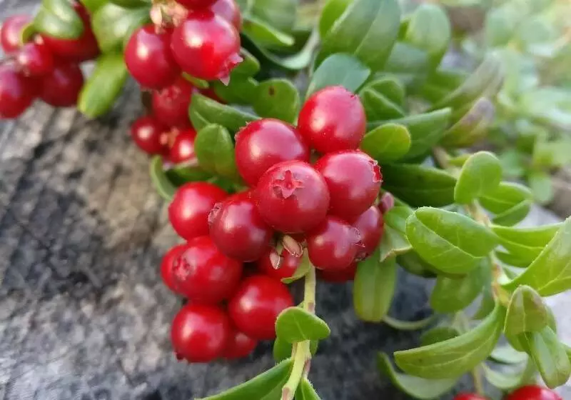 Hotelli Li Sodankylä