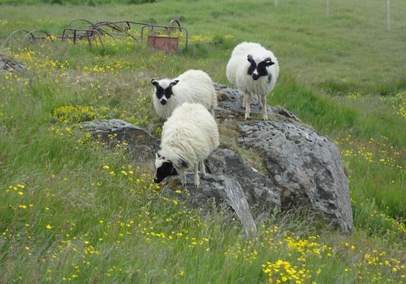 Общежитие Vagnsstadir Guesthouse