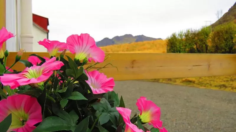تختخواب و صبحانه Guesthouse Kalfafellsstadur