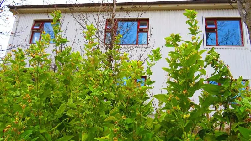 تختخواب و صبحانه Guesthouse Kalfafellsstadur