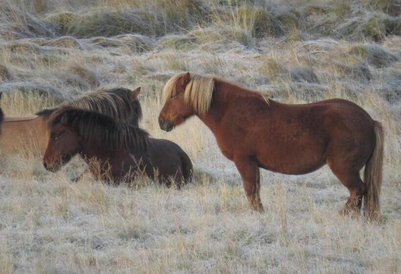 تختخواب و صبحانه Guesthouse Kalfafellsstadur