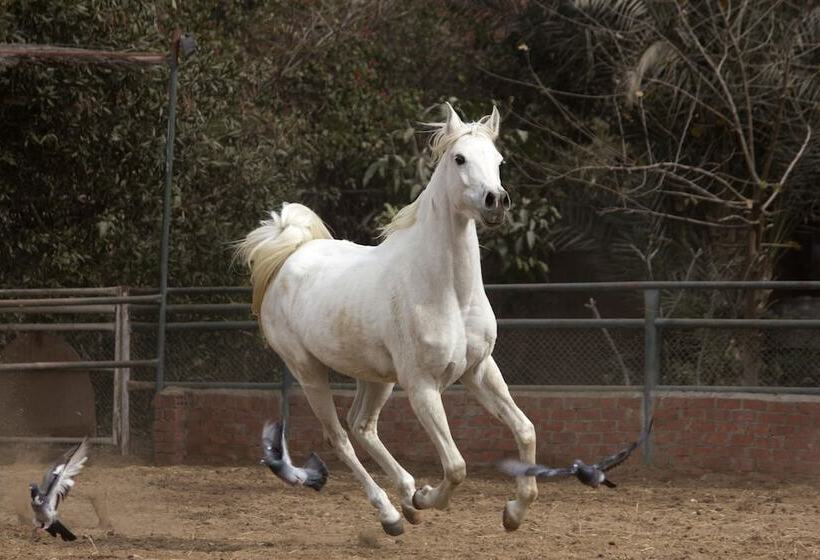 اقامتگاه Equestrian Lodge   Pyramids Egypt