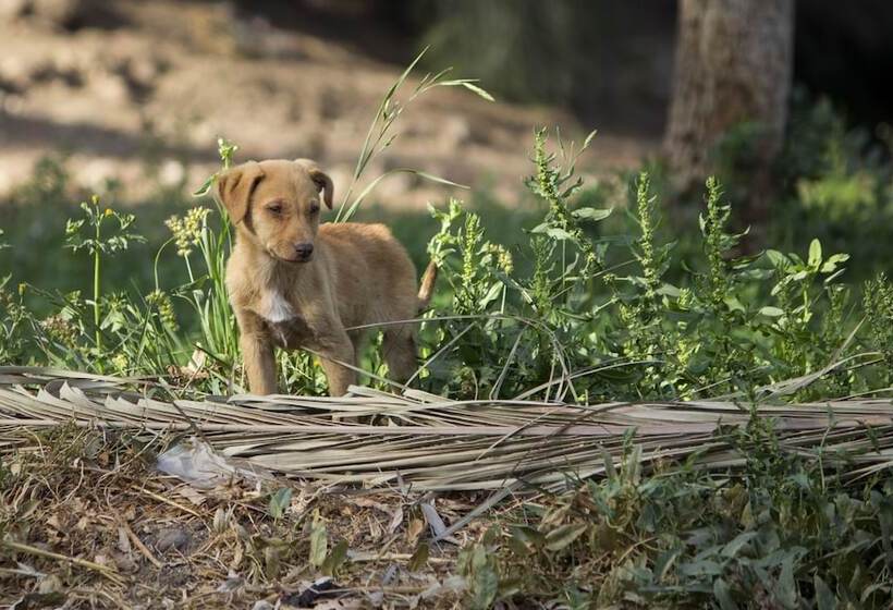 اقامتگاه Equestrian Lodge   Pyramids Egypt