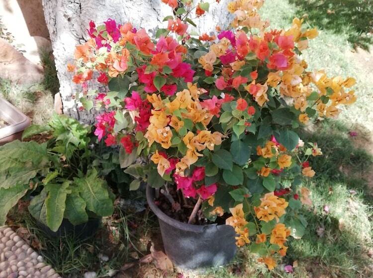 اقامتگاه Equestrian Lodge   Pyramids Egypt