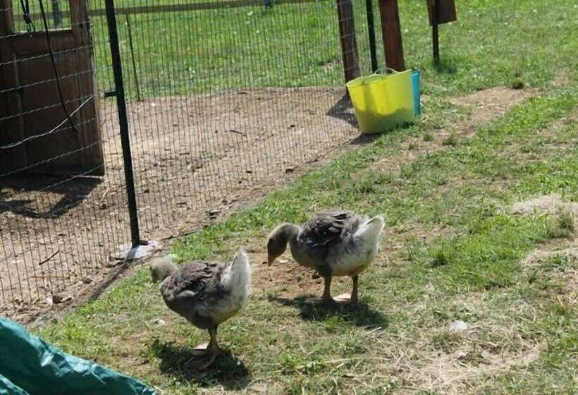 Hotelli Allegra Fattoria