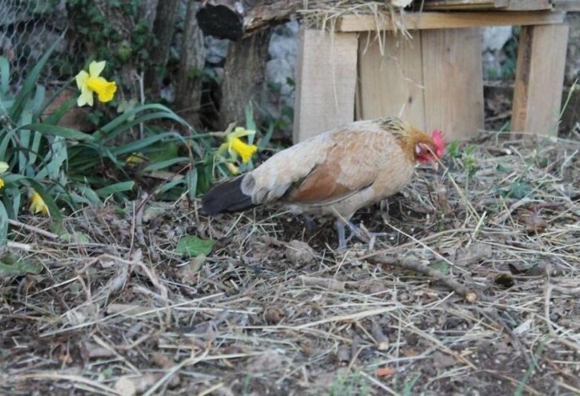 Hotelli Allegra Fattoria