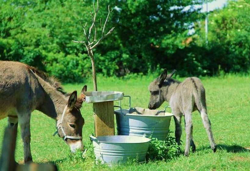 Hotelli Allegra Fattoria