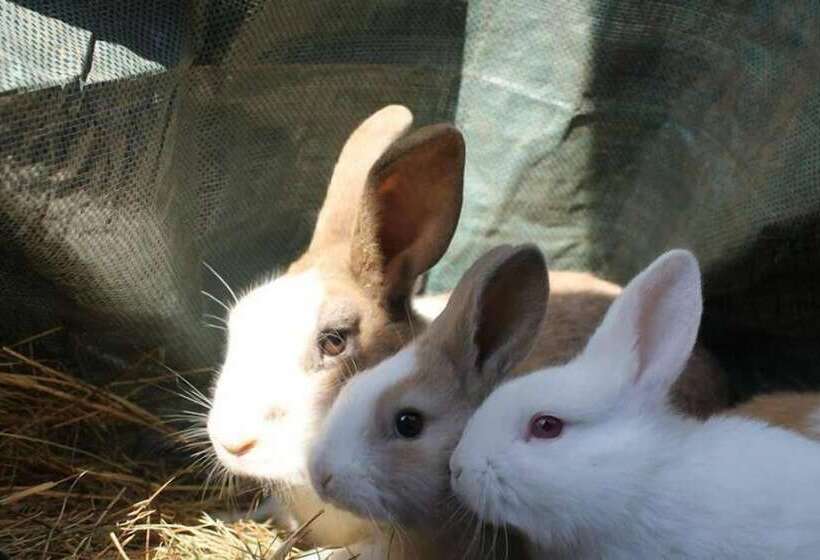 Hotelli Allegra Fattoria