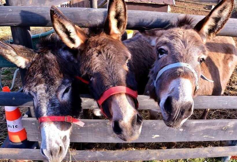 Hotelli Allegra Fattoria