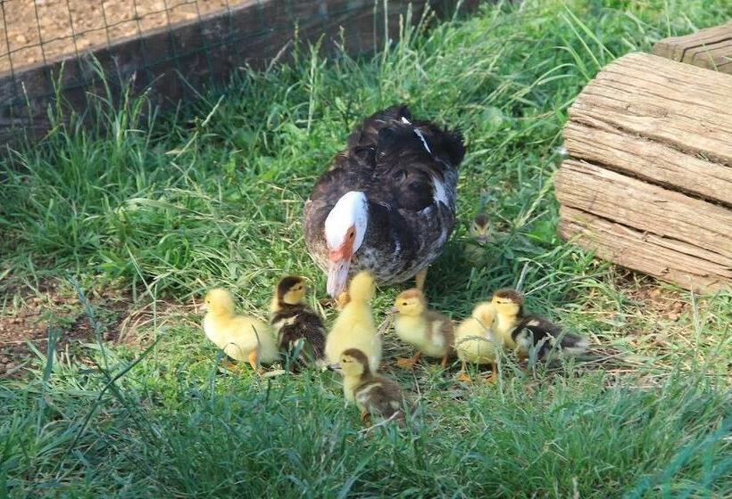 Hotelli Allegra Fattoria