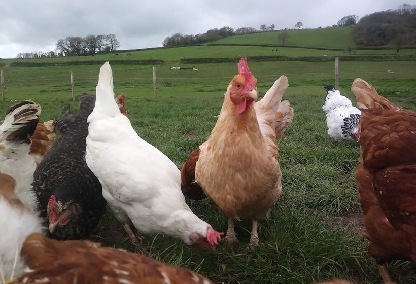 Higher Bruckland Farmhouse B&b