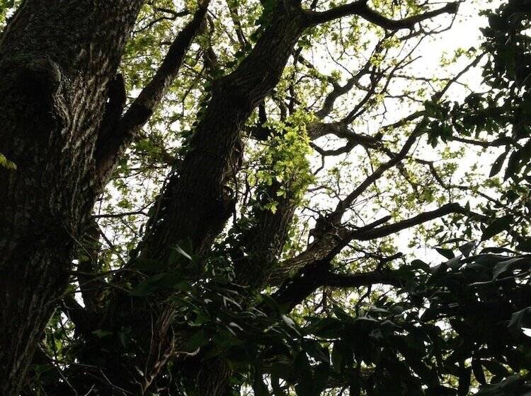 Bed and Breakfast Casa O Fabal