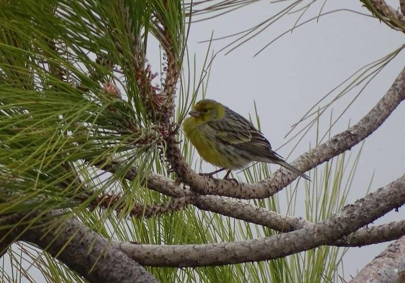 Rickaty Lodge Bed And Breakfast, Hotel De Aeropuerto, Plane Spotting Hotel, Las Palmas Airport, Gran