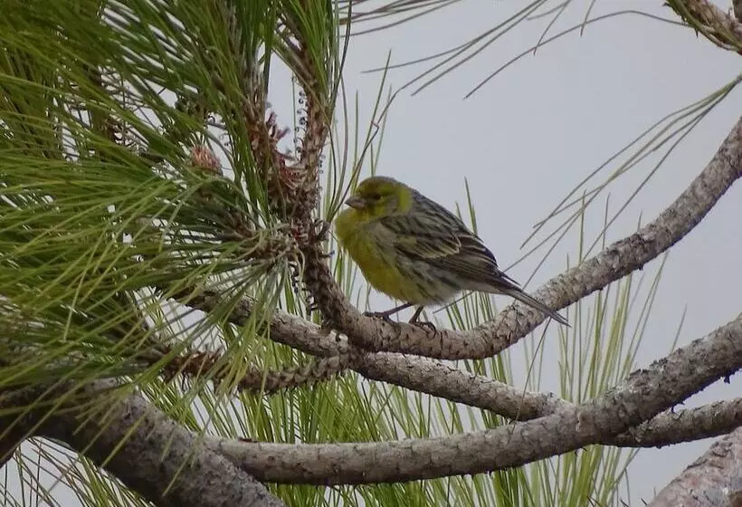 Rickaty Lodge Bed And Breakfast, Hotel De Aeropuerto, Plane Spotting Hotel, Las Palmas Airport, Gran
