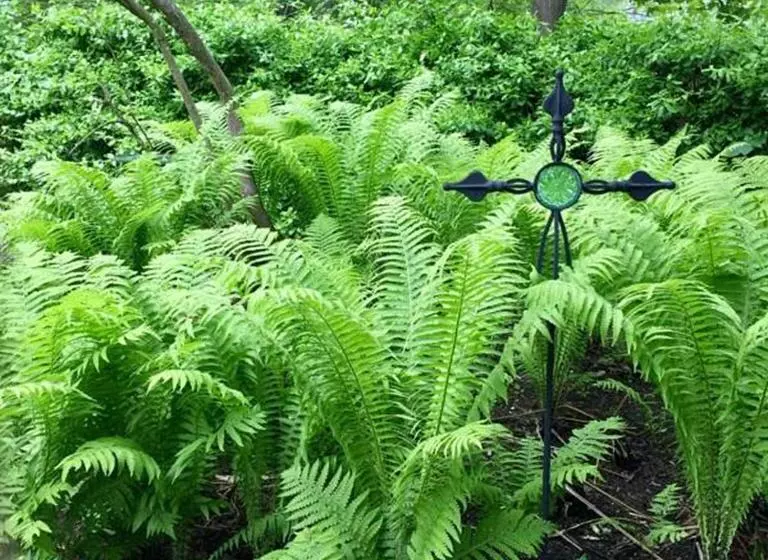 تختخواب و صبحانه Elms Of Camden