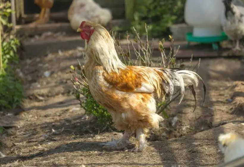 Beau Vallon Holiday Apartments