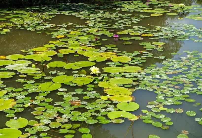 تختخواب و صبحانه Stone House Homestay