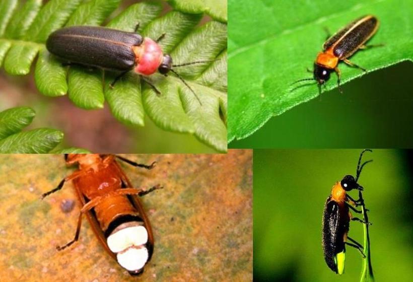 تختخواب و صبحانه Stone House Homestay