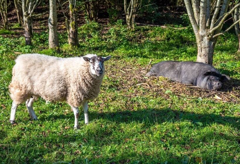 Отель Drumhoney Holiday Park