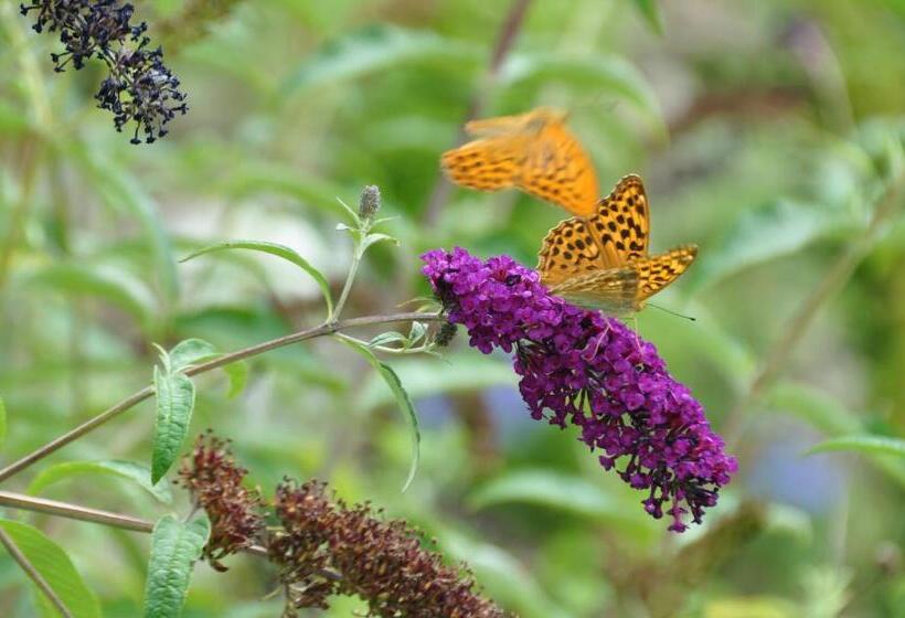 پانسیون Mas Du Perthus