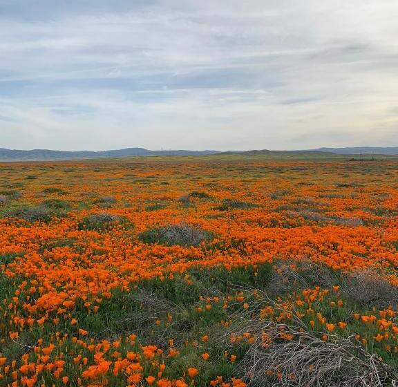 مُتل Palms Inn & Suites