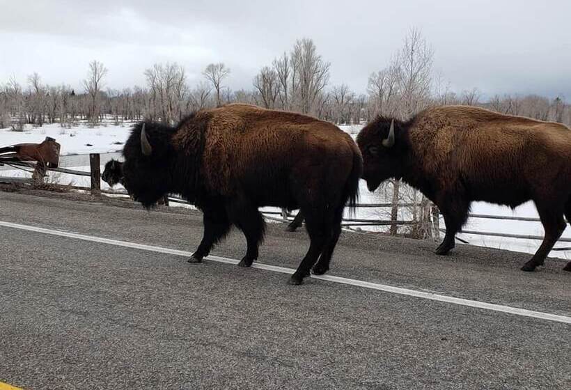 בית מלון כפרי Lava Mountain Lodge