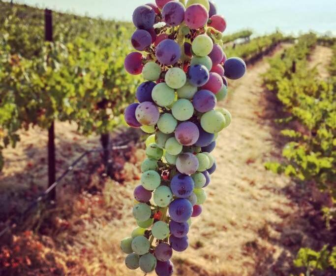 Papillon Cellars   The Loft