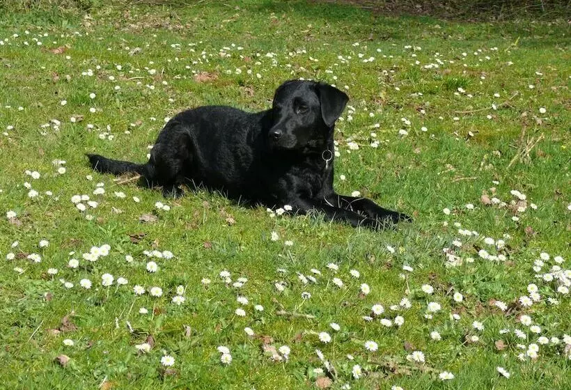 The Larches Ledbury Bed And Breakfast