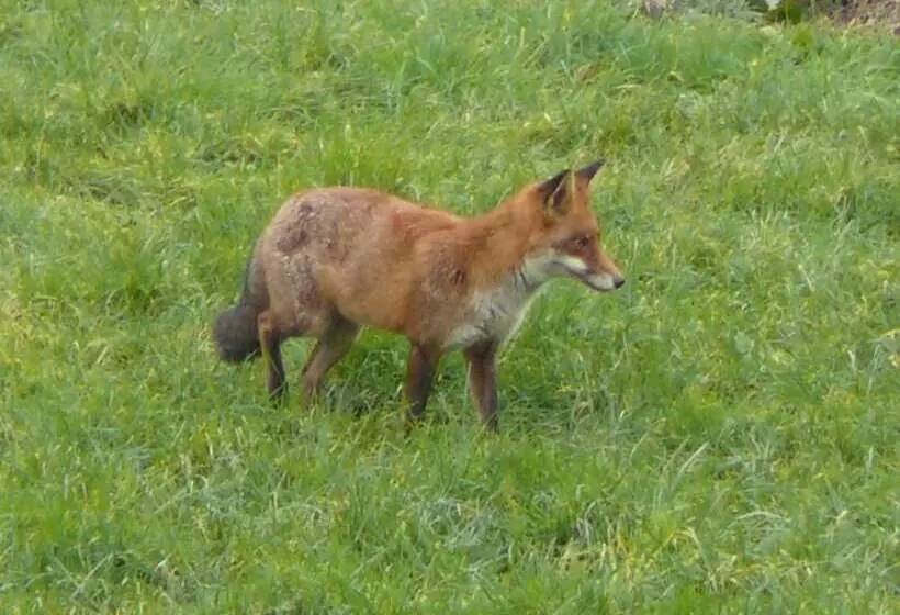 The Larches Ledbury Bed And Breakfast