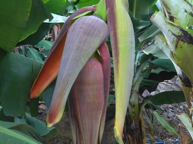 هاستل Zeytinada Pansiyon Ve Gozleme