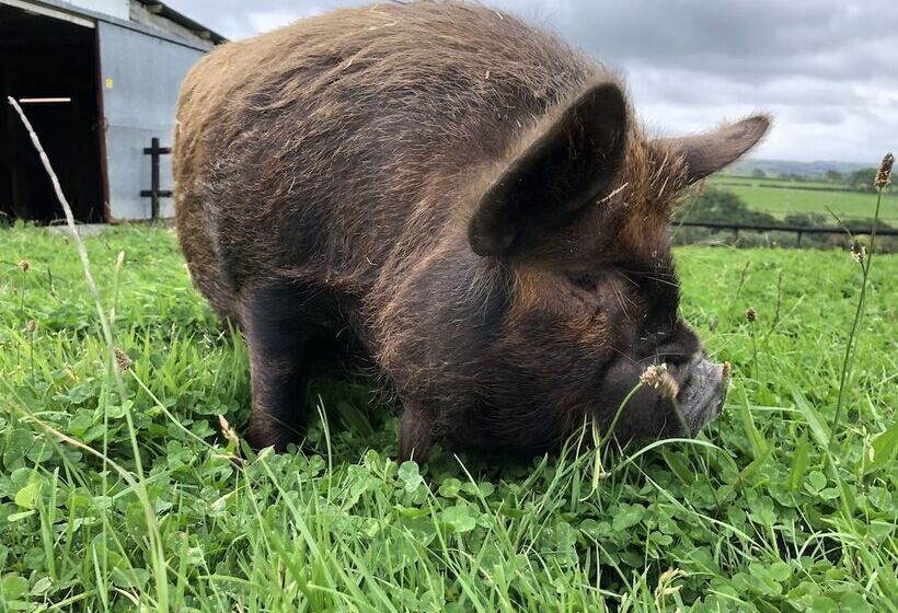 مبيت وإفطار Llangwyryfon Country Breaks