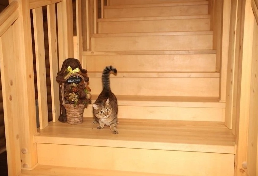 פנסיון Guest House Tolstiy Kot